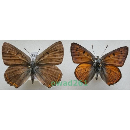 Lycaena alciphron (Rottemburg, 1775) pair Czerwończyk zamgleniec Bulgaria83a